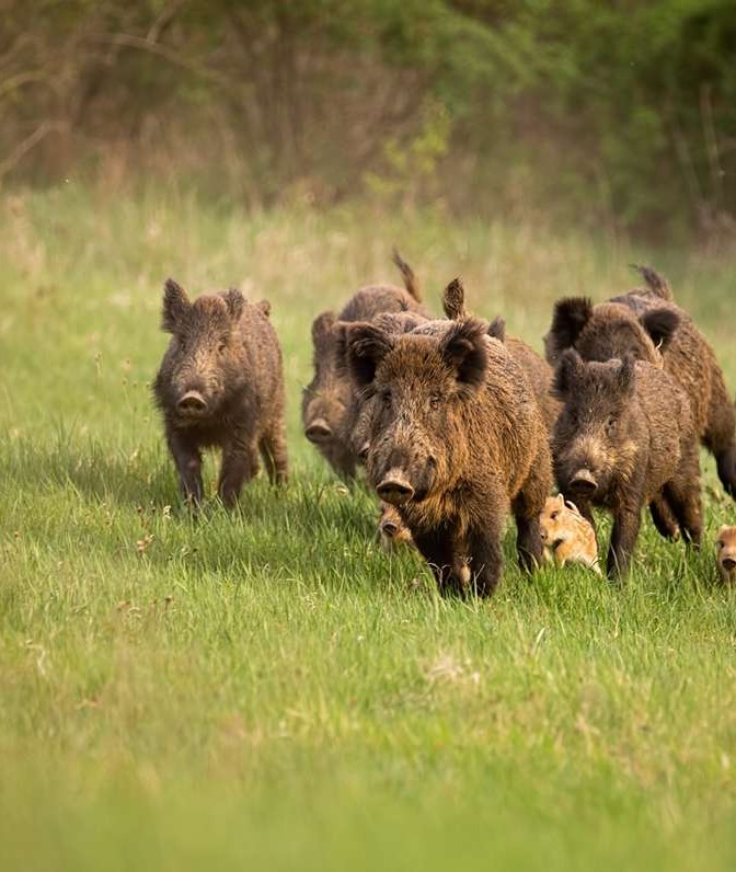 header-svinpest-desktop