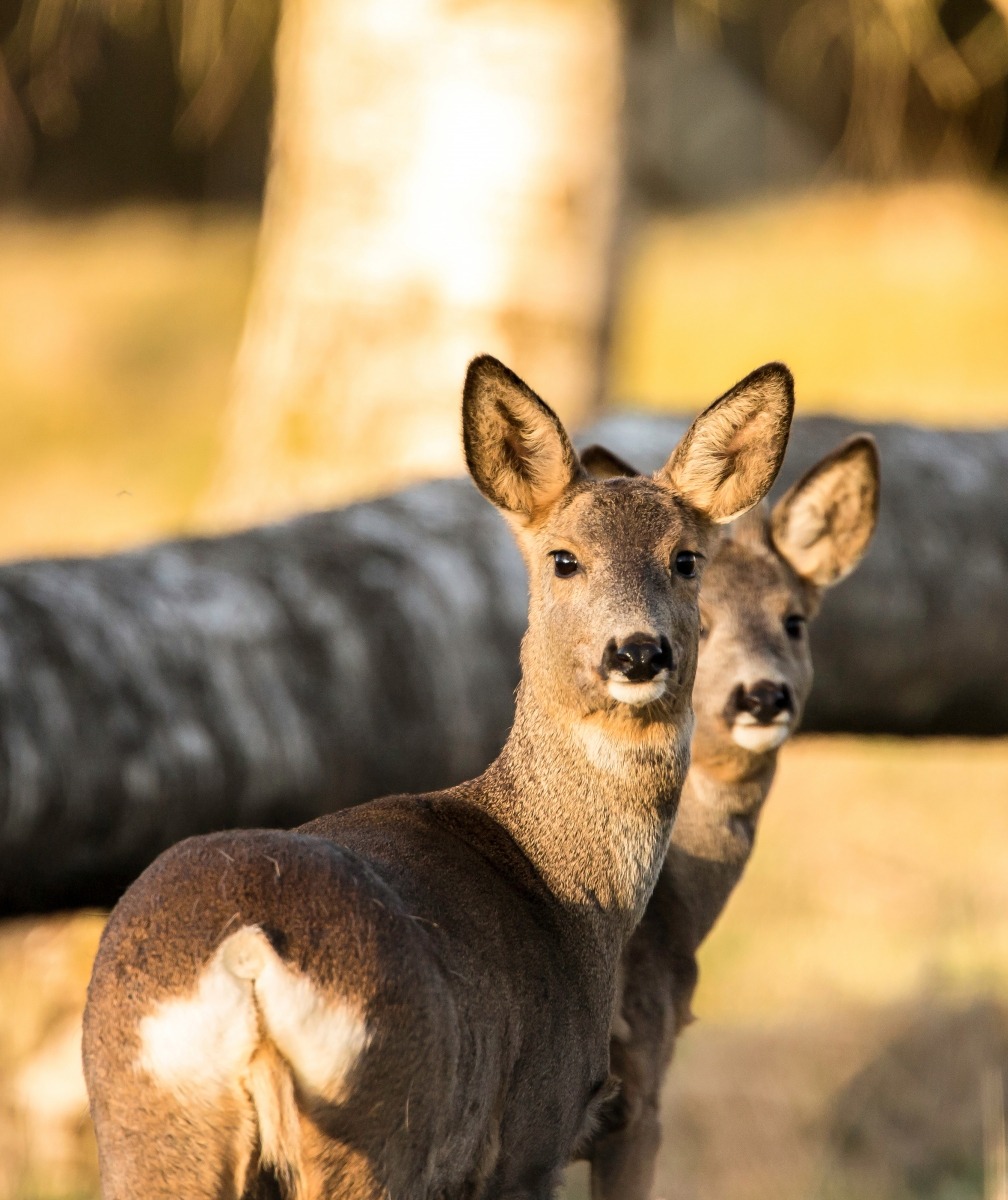 header-stycka-radjur-desktop