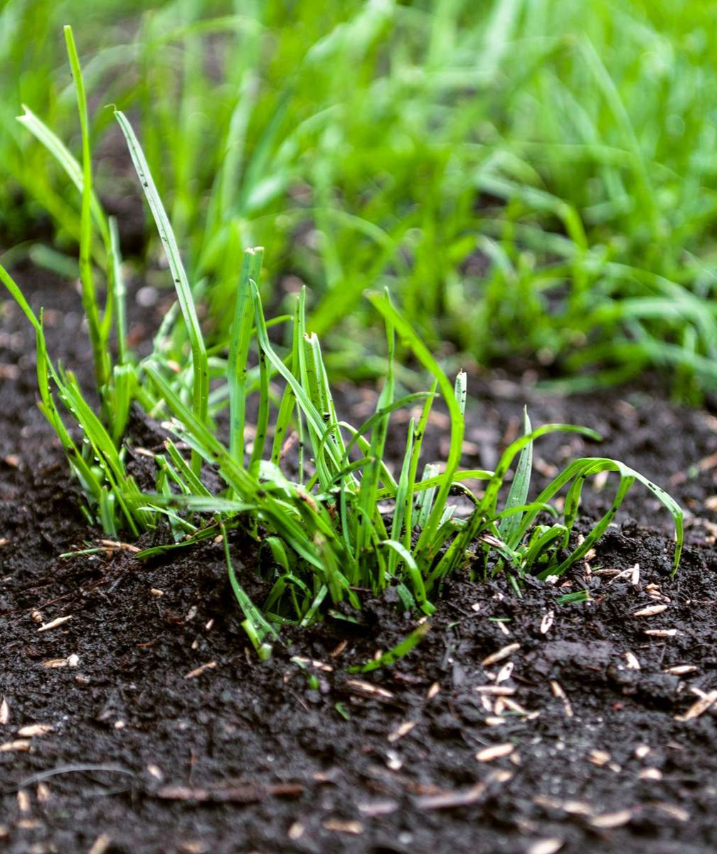 header-sa-grasmatta-desktop