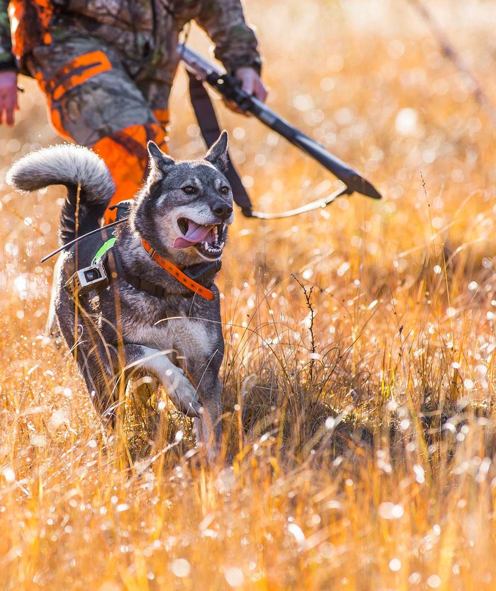 header-jakt-med-hund-desktop